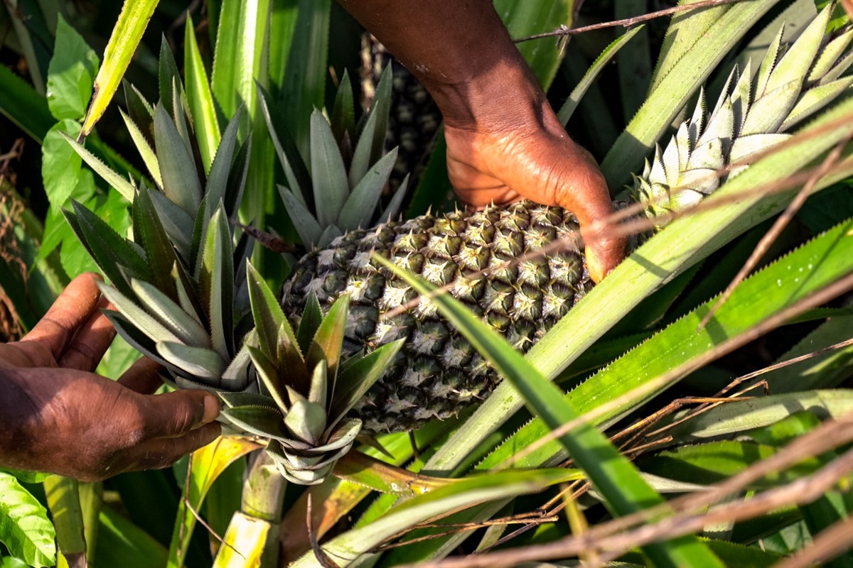 Ananas Dolcetto, si chiude in positivo il progetto in Togo