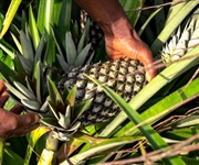 Ananas Dolcetto, si chiude in positivo il progetto in Togo