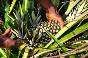 Ananas Dolcetto, si chiude in positivo il progetto in Togo