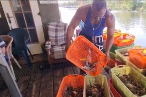 Da Alleanza Cooperative chieste risorse per frenare avanzata granchio blu