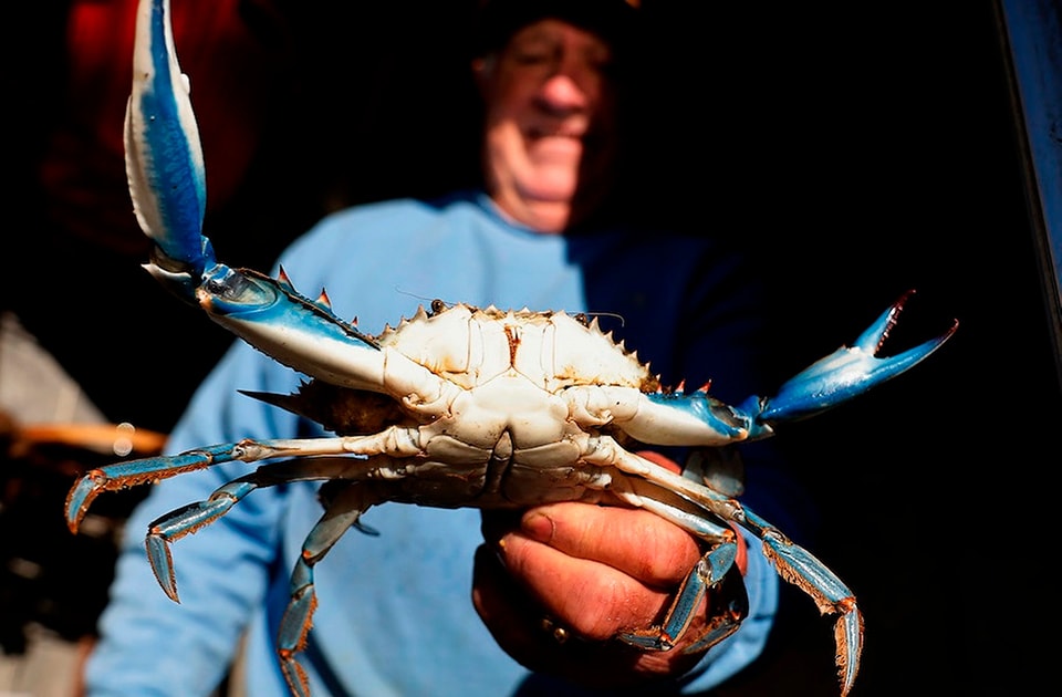 Granchio blu: Alleanza Cooperative Pesca, dopo emergenza servono interventi strutturali