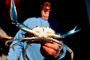 Granchio blu: Alleanza Cooperative Pesca, dopo emergenza servono interventi strutturali