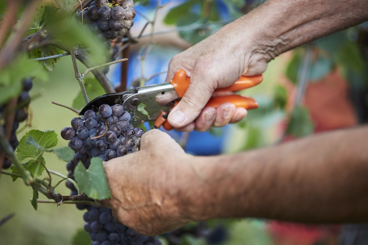 Cantina Produttori di Ramuscello: la vendemmia 2023 all’insegna della prudenza