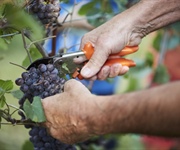 Cantina Produttori di Ramuscello: la vendemmia 2023 all’insegna della prudenza