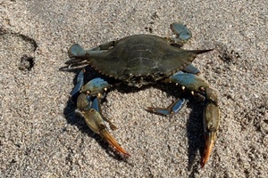 Granchio blu: bene decreto attuativo, ma occorre intensificare catture e misure da stato di emergenza