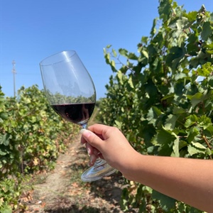 Vino Connect Sicilia, la nuova cooperativa di comunità che unisce oltre 30 cantine dell’isola
