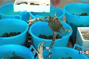 Granchio blu: Alleanza Cooperative, bene azione Governo per contenere il fenomeno e sostenere le imprese
