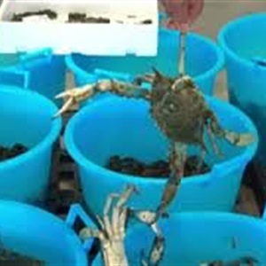 Granchio blu: Alleanza Cooperative, bene azione Governo per contenere il fenomeno e sostenere le imprese
