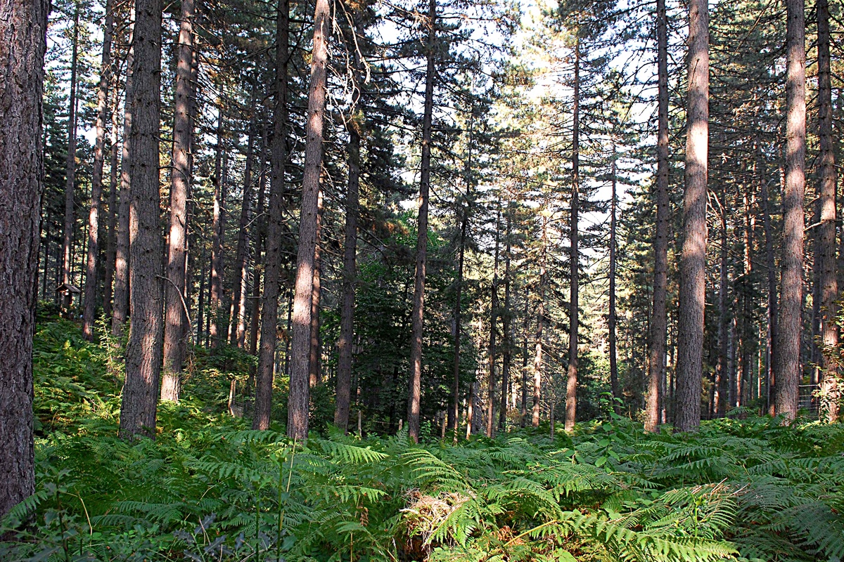 Foreste: dalle cooperative ottime risposte sui bandi di filiera, ora nuove risorse dal ministero