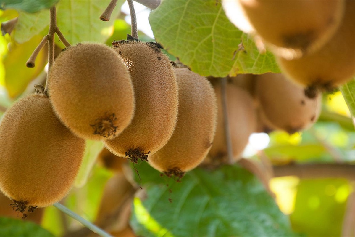 Ortofrutta, Alleanza Cooperative: kiwi e cachi raccolti in anticipo azzoppano i consumi