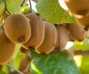 Ortofrutta, Alleanza Cooperative: kiwi e cachi raccolti in anticipo azzoppano i consumi