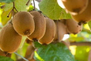 Ortofrutta, Alleanza Cooperative: kiwi e cachi raccolti in anticipo azzoppano i consumi