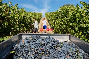 Vendemmia 2023: l’area dei lambruschi perde il 10% della produzione