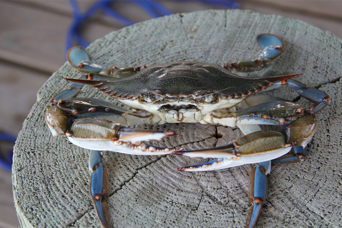 Granchio Blu, Fedagripesca: “La battaglia per arginare invasione e salvare le vongole non si vince a tavola”