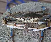 Granchio Blu, Fedagripesca: “La battaglia per arginare invasione e salvare le vongole non si vince a tavola”