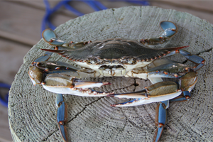 Granchio Blu, Fedagripesca: “La battaglia per arginare invasione e salvare le vongole non si vince a tavola”