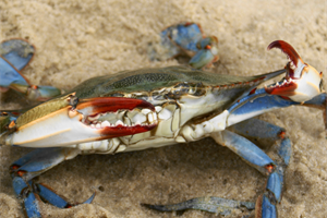 Pesca: Alleanza Cooperative, bene Masaf su firma decreti per emergenza granchio blu