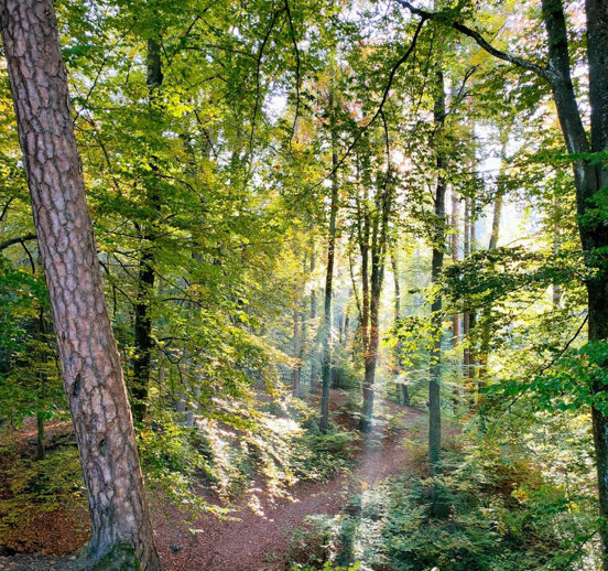 Foreste, Fedagripesca: valore sociale ed economico da tramandare