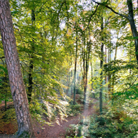 Foreste, Fedagripesca: valore sociale ed economico da tramandare
