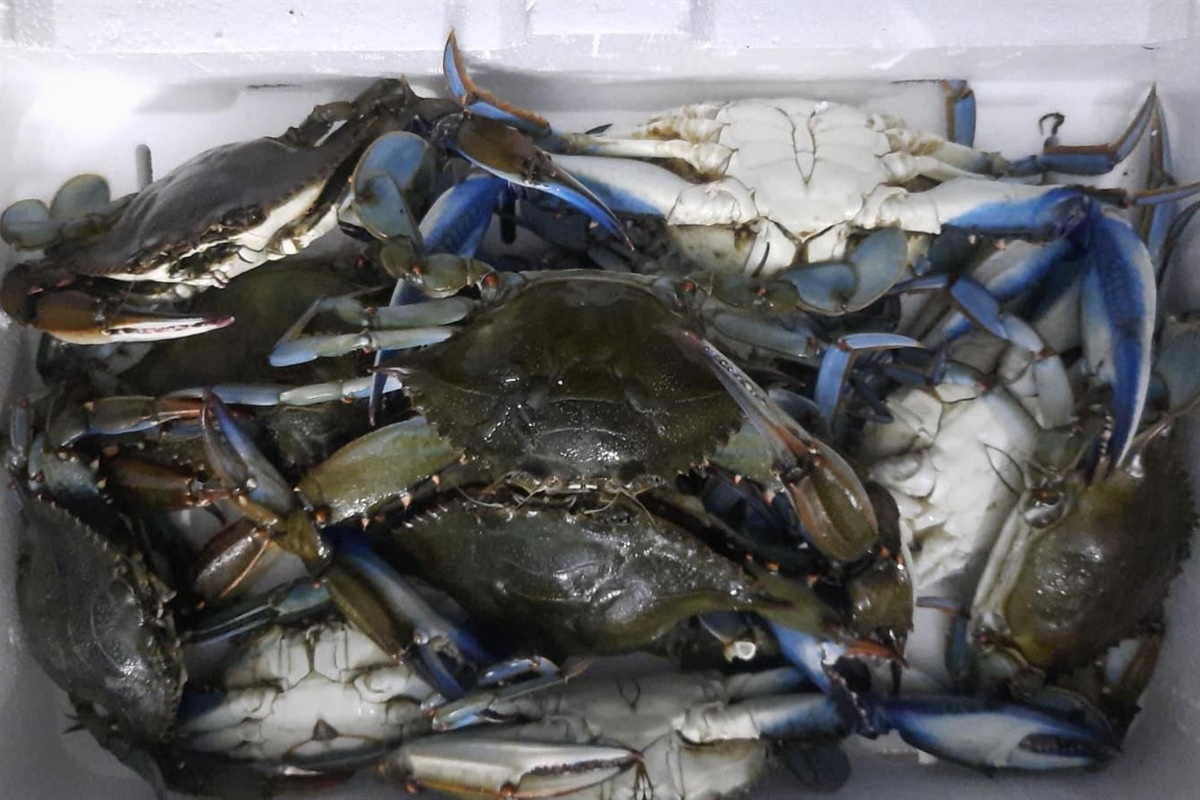 Pesca: Alleanza Cooperative, accelerare su nomina commissario granchio blu