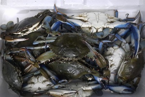 Pesca: Alleanza Cooperative, accelerare su nomina commissario granchio blu