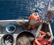 Fedagripesca: “Serve un nuovo patto tra Ue e produttori per salvare il mare e la pesca”