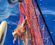 Dal granchio blu al vermocane, entro il 2050 alieno 1 pesce su 3