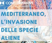 Mediterraneo, l'invasione delle specie aliene che minacciano produzioni ittiche e pesca