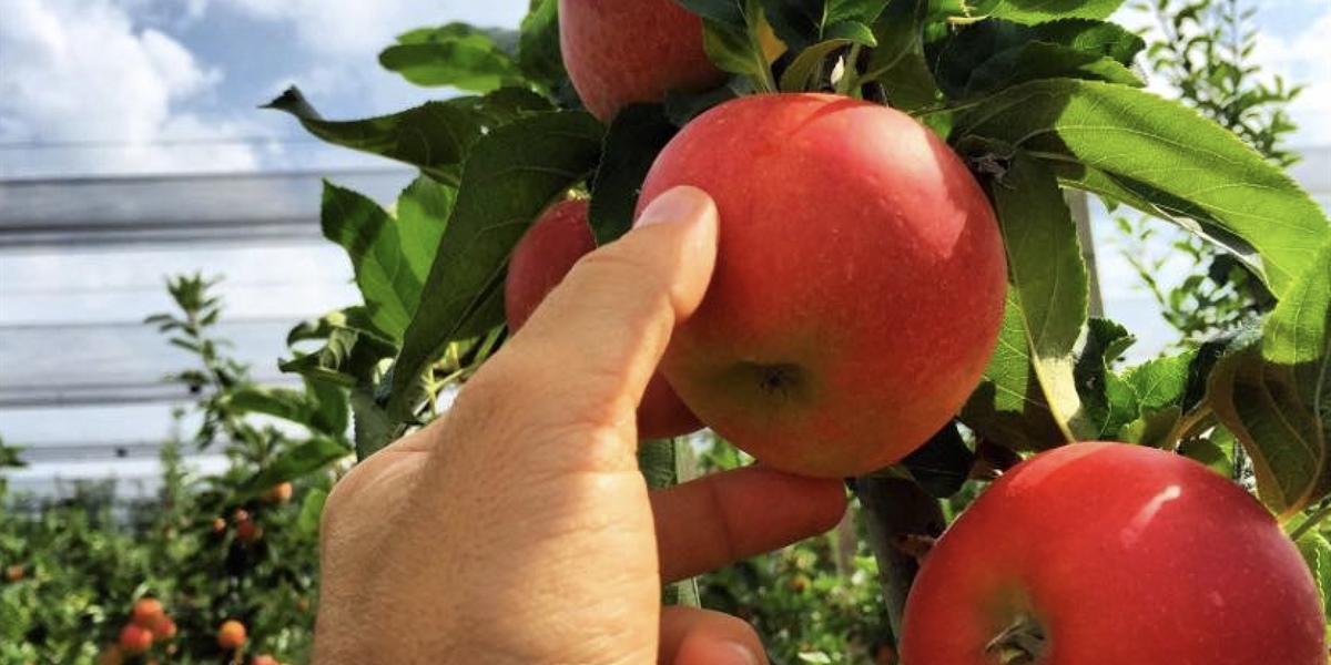 FruttaFriuli, al via oggi la raccolta delle mele, il 70% saranno esportate