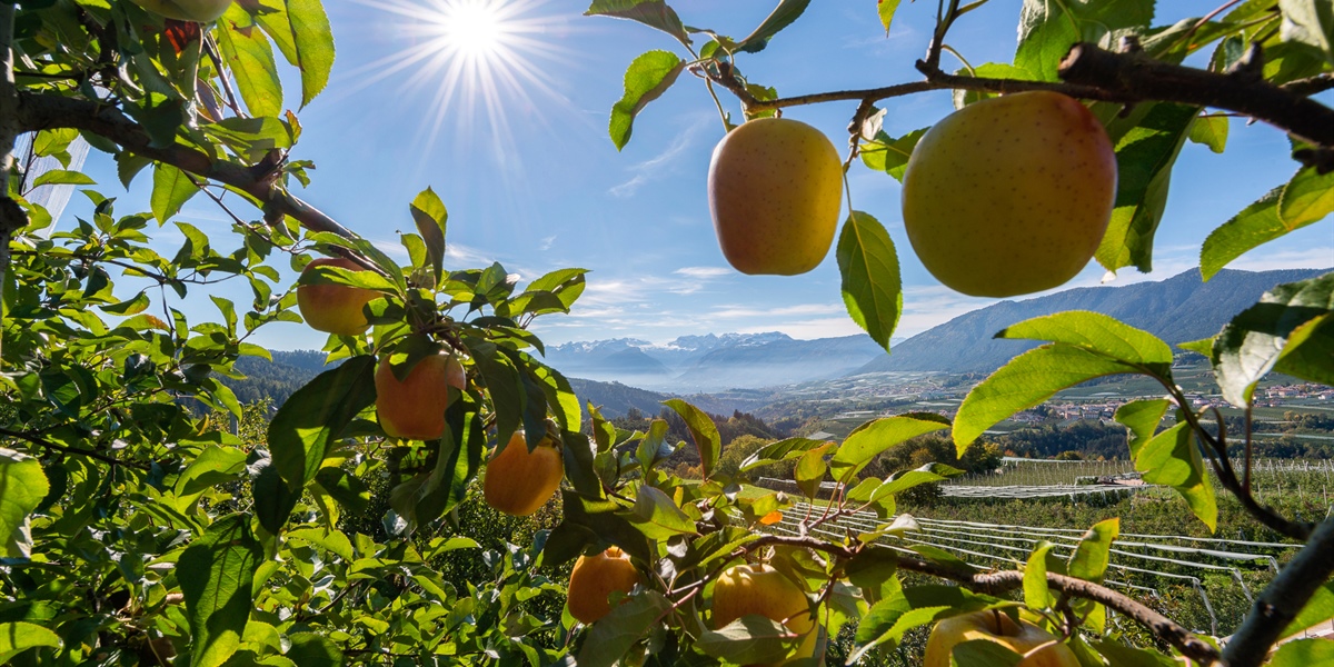 Ortofrutta, ricavi e liquidato in crescita per Melinda, il fatturato sale a 350 milioni
