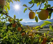 Ortofrutta, ricavi e liquidato in crescita per Melinda, il fatturato sale a 350 milioni