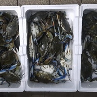 Pesca, Tiozzo: in arrivo ulteriori 3,7 milioni di euro per combattere il granchio blu