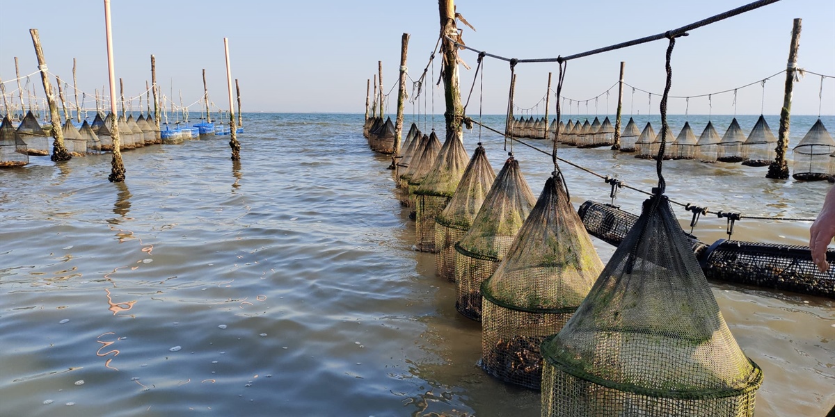 Fedagripesca: Oltre il 90% delle ostriche in Italia sono importate. Taglio dell’Iva per un mercato nazionale da oltre 60 MLN