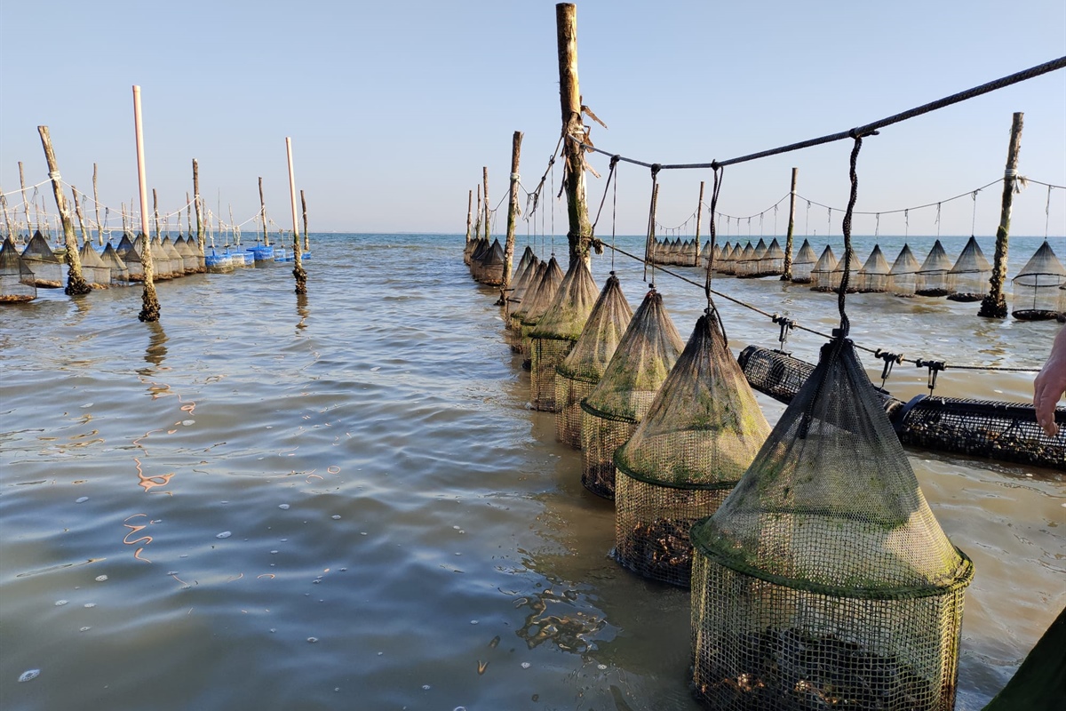 Fedagripesca: Oltre il 90% delle ostriche in Italia sono importate. Taglio dell’Iva per un mercato nazionale da oltre 60 MLN