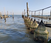Fedagripesca: Oltre il 90% delle ostriche in Italia sono importate. Taglio dell’Iva per un mercato nazionale da oltre 60 MLN