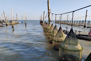 Fedagripesca: Oltre il 90% delle ostriche in Italia sono importate. Taglio dell’Iva per un mercato nazionale da oltre 60 MLN