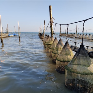 Fedagripesca: Oltre il 90% delle ostriche in Italia sono importate. Taglio dell’Iva per un mercato nazionale da oltre 60 MLN