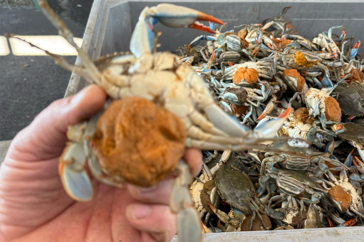 Caccia al granchio blu nel Delta del Po: la controffensiva dei pescatori per salvare le vongole