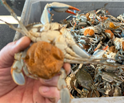 Caccia al granchio blu nel Delta del Po: la controffensiva dei pescatori per salvare le vongole
