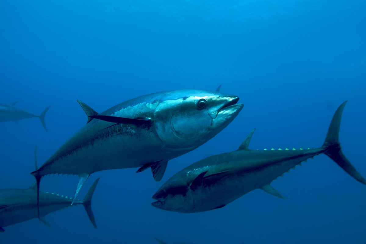 Tonno e Clima, doppia minaccia per il Mediterraneo e la pesca