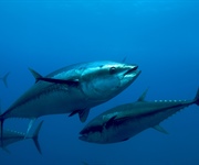 Tonno e Clima, doppia minaccia per il Mediterraneo e la pesca