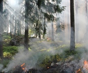 Incendi, nel 2025 già bruciati 30.000 ettari. “puntare sulla prevenzione con la gestione forestale delle cooperative”