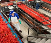 Pomodoro: Conserve Italia, al via campagna raccolta da 500.000 tonnellate, +19,5% rispetto al 2024