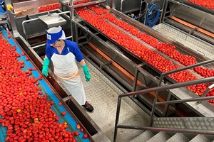 Pomodoro: Conserve Italia, al via campagna raccolta da 500.000 tonnellate, +19,5% rispetto al 2024