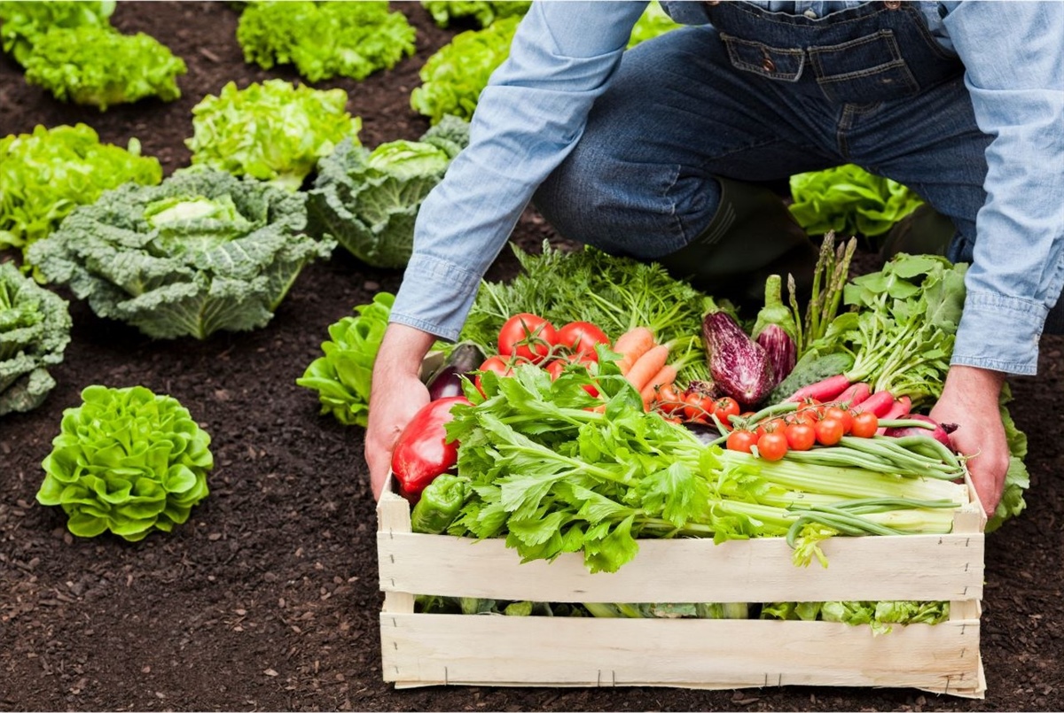 Agricoltura biologica, al via lo sportello Cooperabio