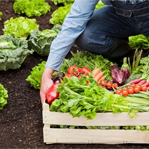 Agricoltura biologica, al via lo sportello Cooperabio