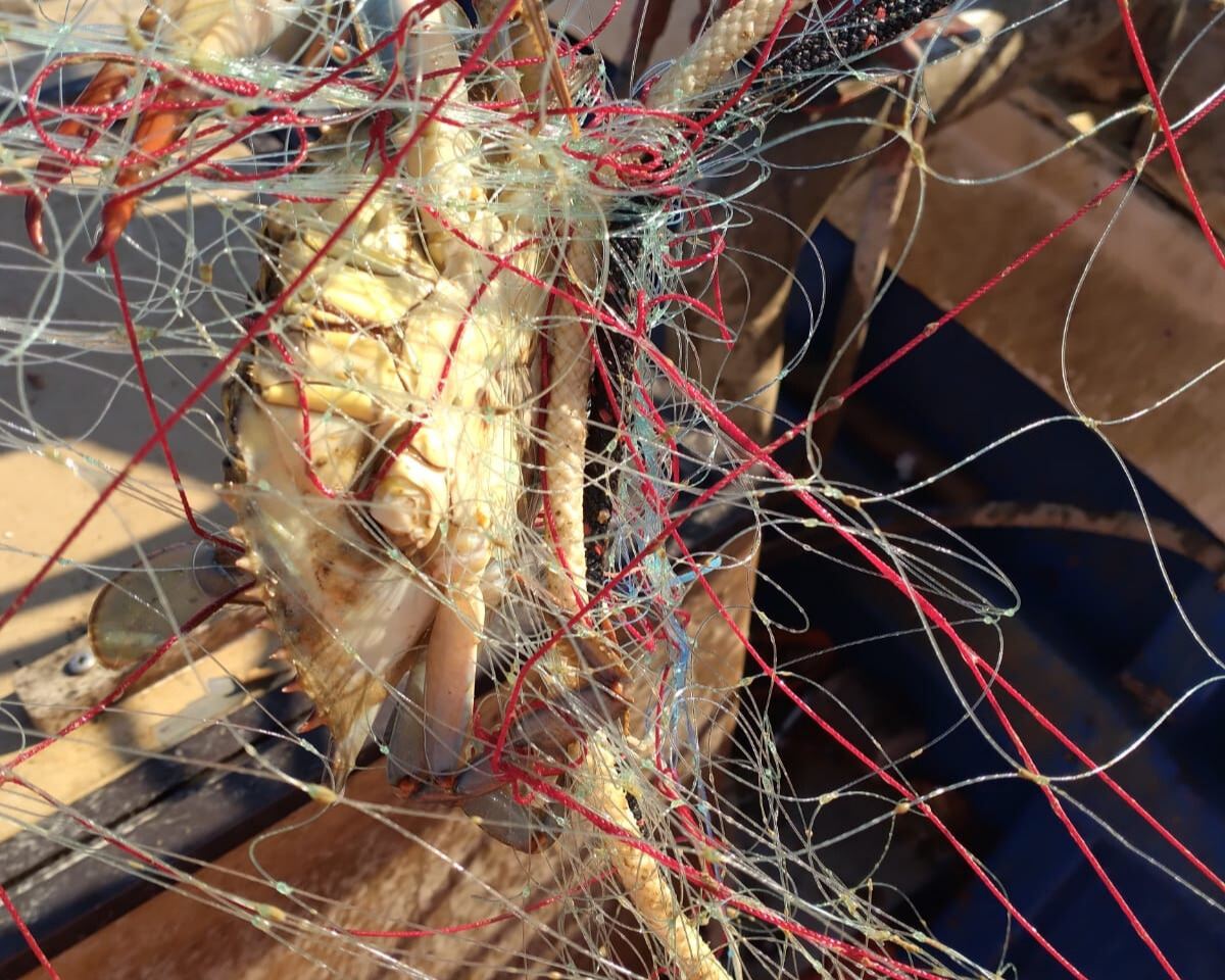 Granchio blu, Fedagripesca Toscana: “Non è solo un problema di Orbetello, invasione in tutta la costa”