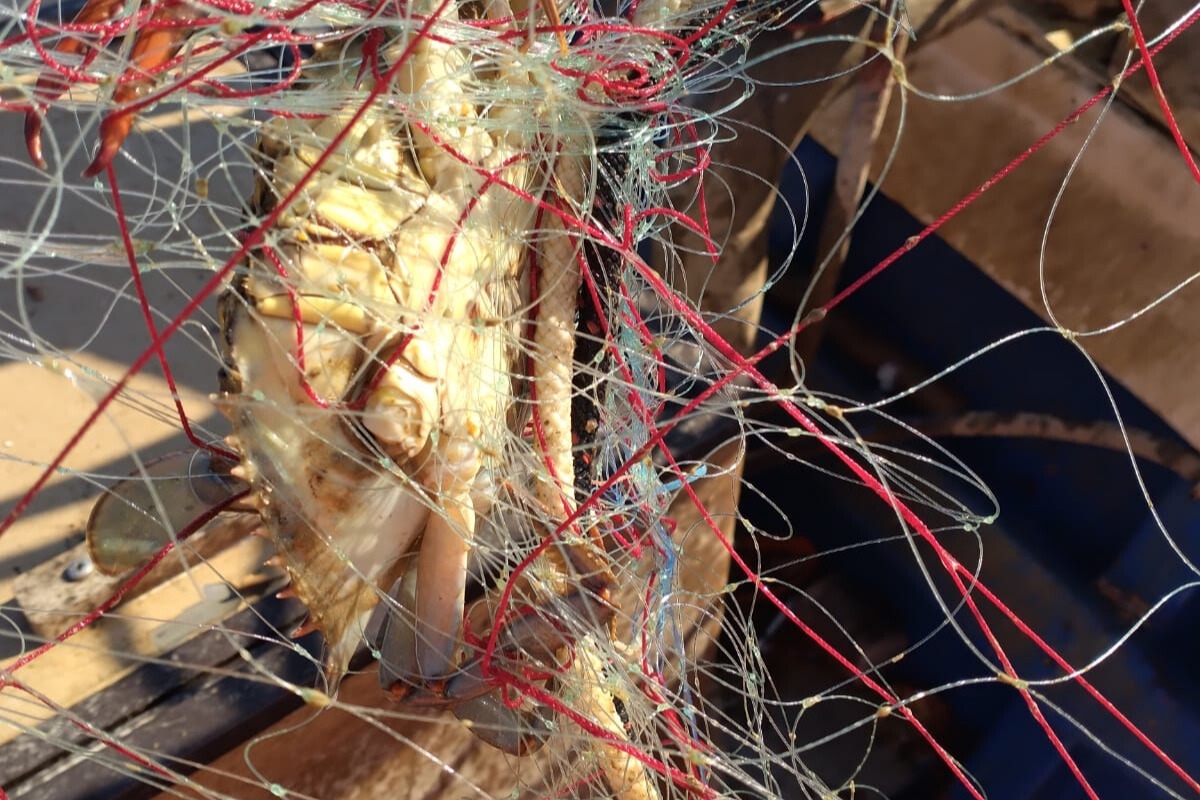 Granchio blu, Fedagripesca Toscana: “Non è solo un problema di Orbetello, invasione in tutta la costa”
