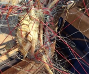 Granchio blu, Fedagripesca Toscana: “Non è solo un problema di Orbetello, invasione in tutta la costa”