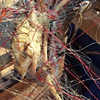 Granchio blu, Fedagripesca Toscana: “Non è solo un problema di Orbetello, invasione in tutta la costa”